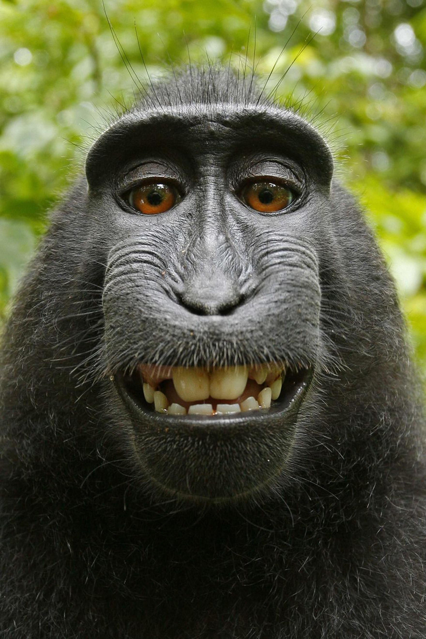 Macaca nigra self-portrait